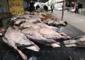 گزارشی از وضعیت محیط زیست فریدونکنار در سال گذشته و تعطیلی بازار پرندگان مهاجر