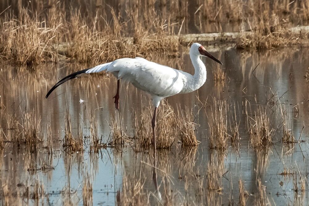 رویا چشم انتظار حکم آزادی