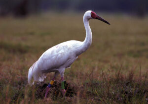 درنای بلژیکی «رویا»؛ عاشقانه‌ای در انتظار «امید» در فریدونکنار