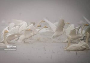 پرندگان مهاجر مازندران تشنه بارش‌های تابستانی