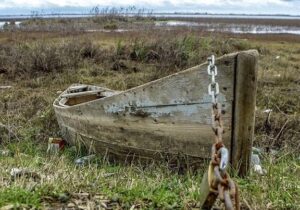 مرثیه‌ای برای نیلوفرهای مرداب