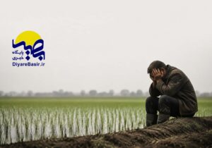 بیمه کشاورزان فریدون‌کنار زیر تیغ ابهام؛ چه کسی پاسخگوست؟