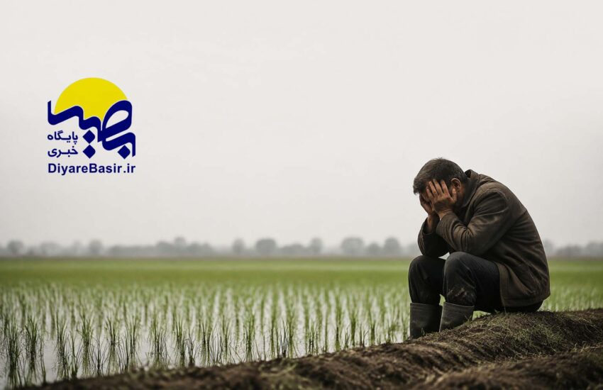 بیمه کشاورزان فریدون‌کنار زیر تیغ ابهام؛ چه کسی پاسخگوست؟